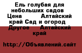 Ель голубая для небольших садов › Цена ­ 500 - Алтайский край Сад и огород » Другое   . Алтайский край